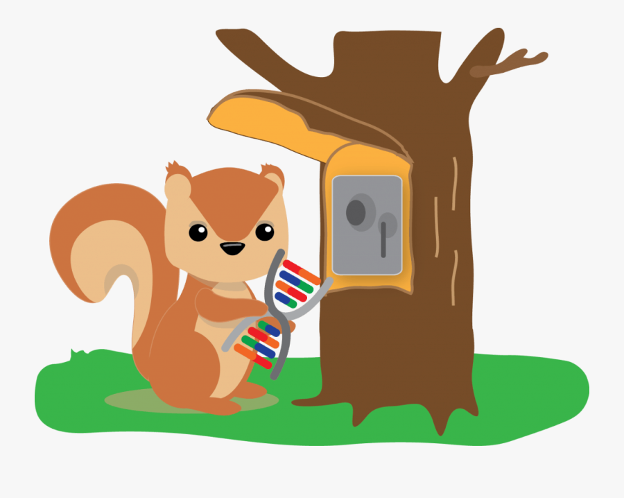 Squirrel Putting Dna In A Safe As An Analogy For Protecting - Illustration, Transparent Clipart