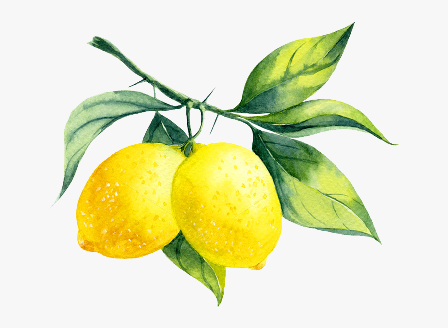 Clip Art Drawings Of Lemons - Lemon Watercolor, Transparent Clipart