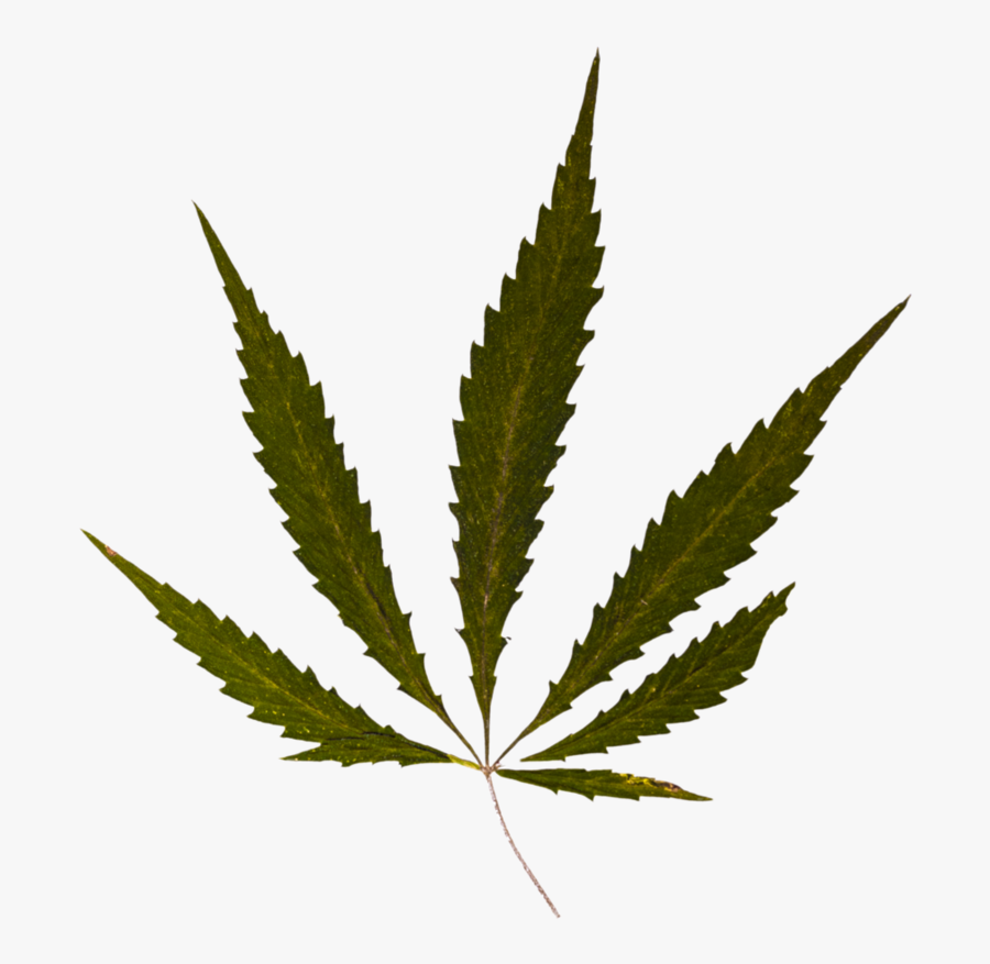 Weed Leaf, Weed Png Download Best Weed Png Clipartmagm - Cannabis Symbol, Transparent Clipart