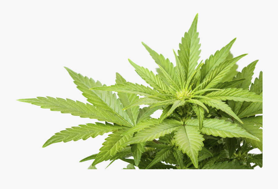 Cannabis Weed Marijuana Leaf Png Clipart Image - Weed Png , Free