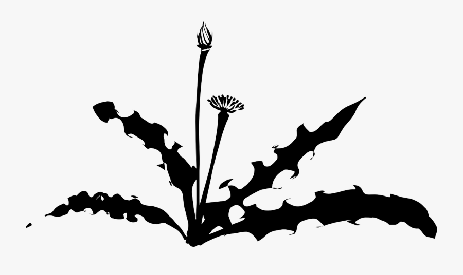 Weeds Clipart Group - Dandelion Silhouette, Transparent Clipart