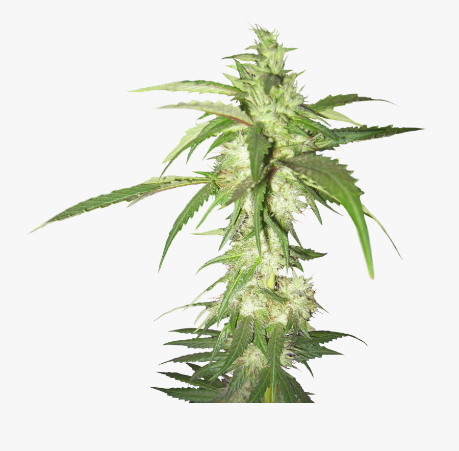 Marijuana Plant Transparent Background, Transparent Clipart