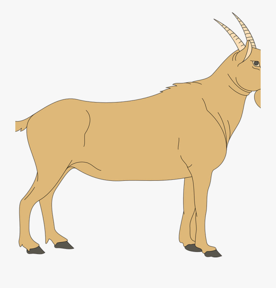 Animal Clipart Goat - Blank Ruminant Digestive System, Transparent Clipart