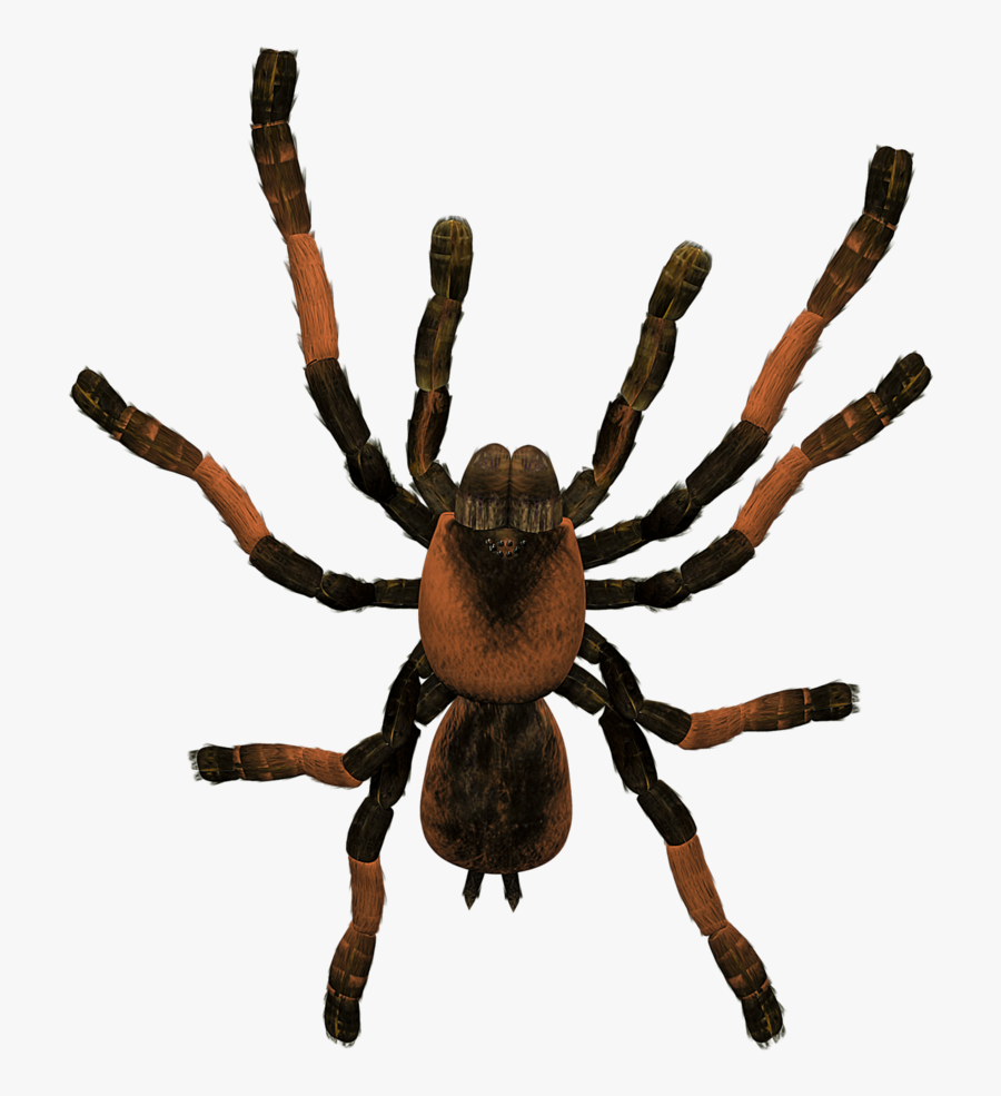 Transparent Tarantula Clipart - Tarantula Png, Transparent Clipart