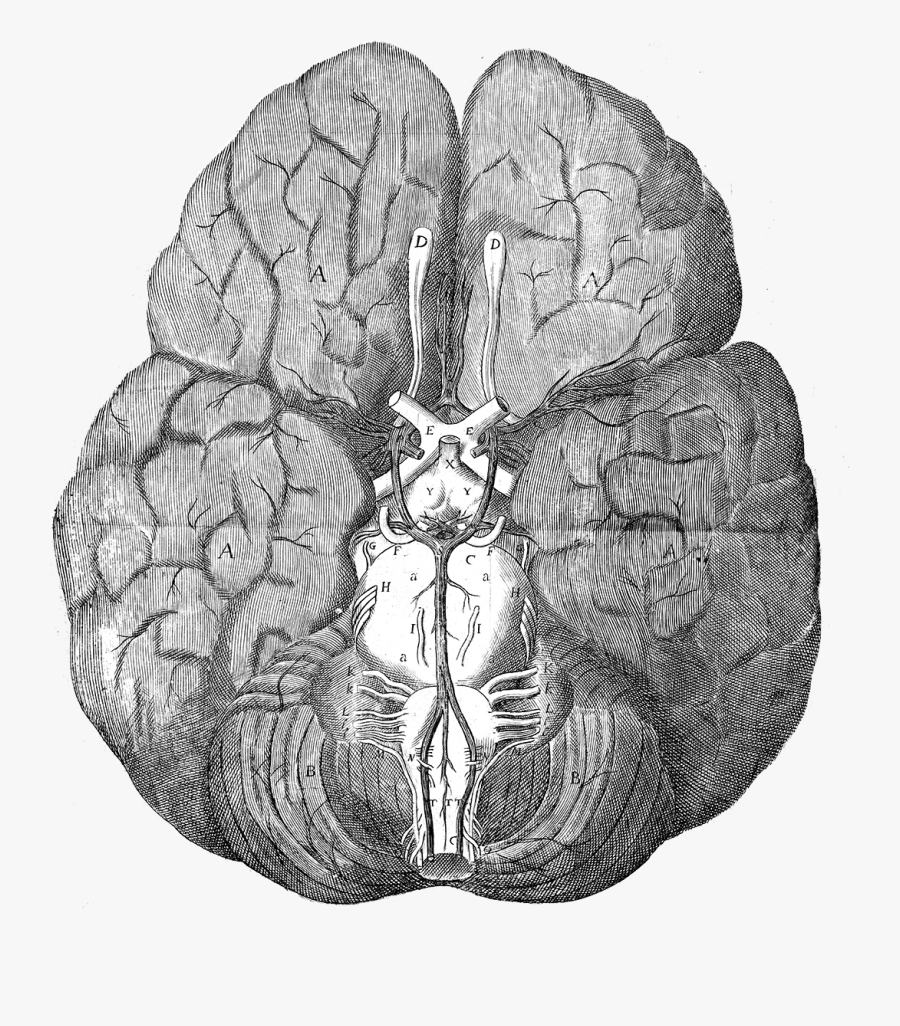 Clip Art Brain Illustrations - Circle Of Willis Thomas Willis, Transparent Clipart