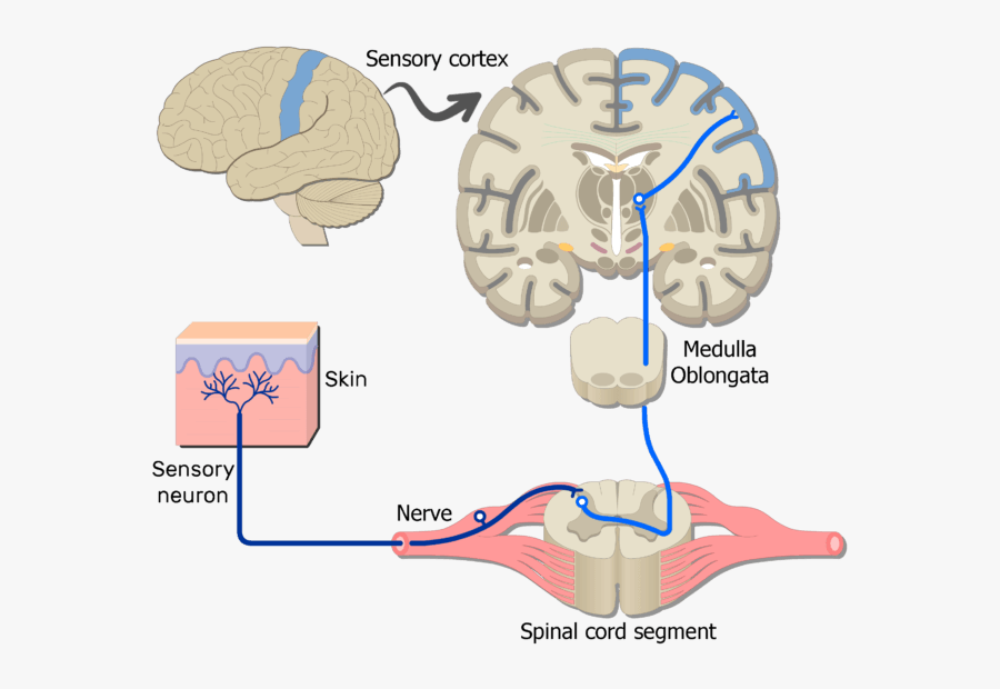 An Image Showing The Sensory Pathway Of The Somatic - Somatic System, Transparent Clipart