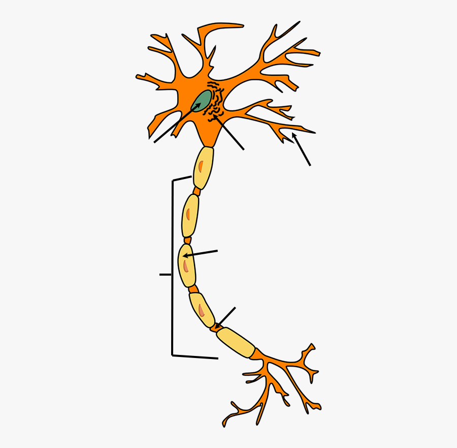 Neuron - Part Of The Neuron Receives Information, Transparent Clipart