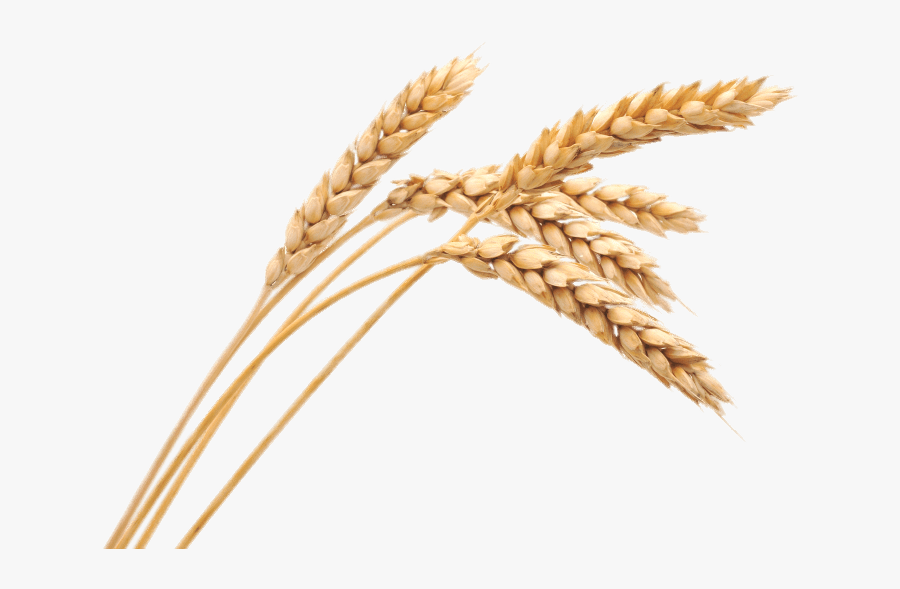Wheat Spikes - Transparent Wheat Png, Transparent Clipart