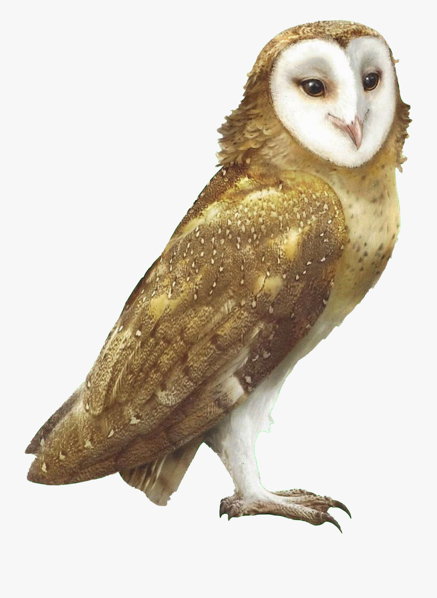Barn Owl Tyto Alba Wiki, Transparent Clipart