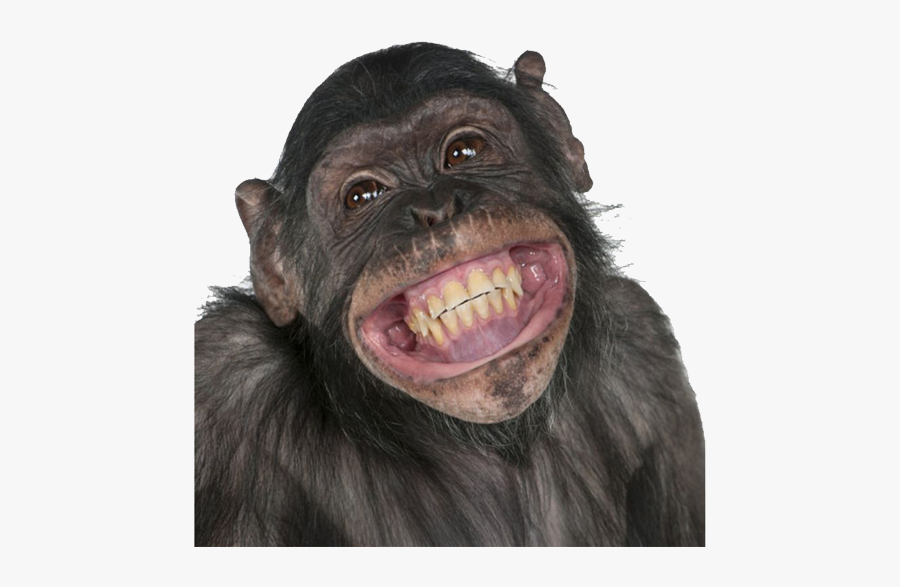 Clip Art Chimpanzee Gorilla Primate Circus - Chimpanzee Smiling, Transparent Clipart