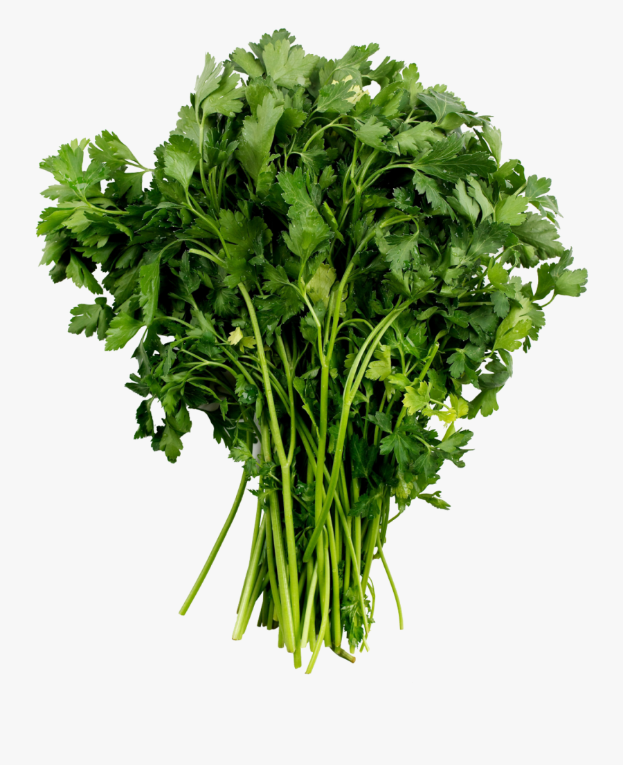 Clip Art Parsley Bunch - Vegetable Top View Png, Transparent Clipart