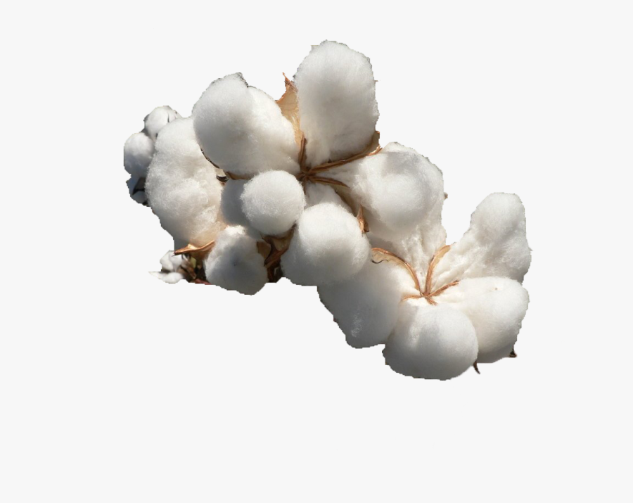 Cotton Png, Transparent Clipart