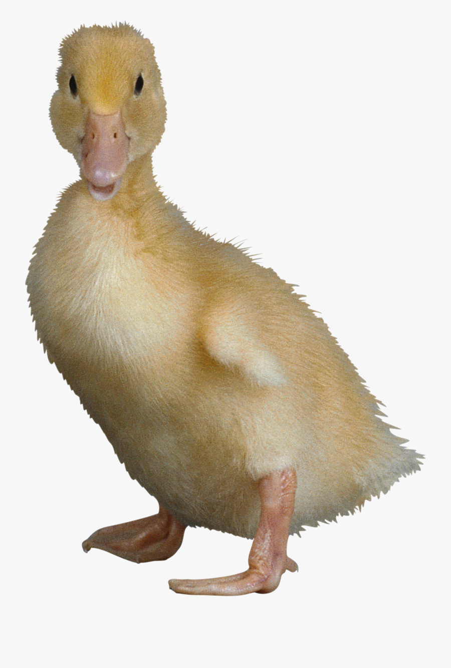 Duck Png Image - Ugliest Duck In The World, Transparent Clipart