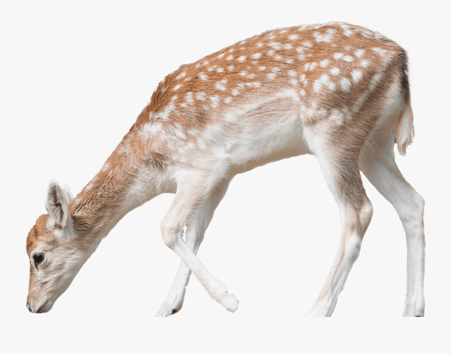 Deer Kid Png, Transparent Clipart