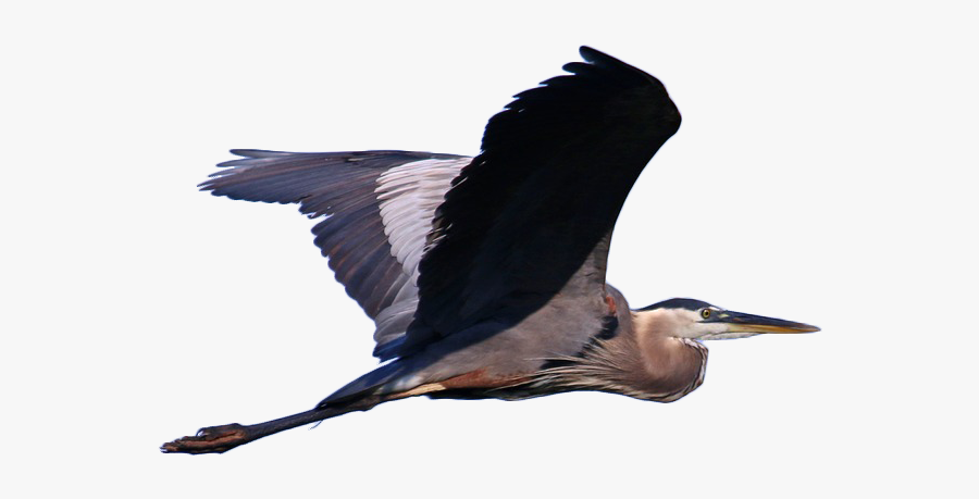 Great Blue Heron Grey Heron Bird Cormorant Illustration - Great Blue Heron Png, Transparent Clipart