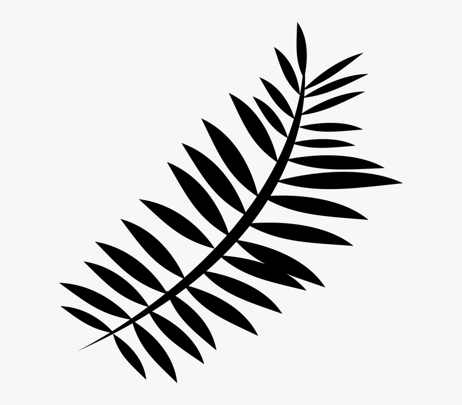 Leaf,plant,vascular Plant,black And White,ferns And - Black And White Fern Png, Transparent Clipart