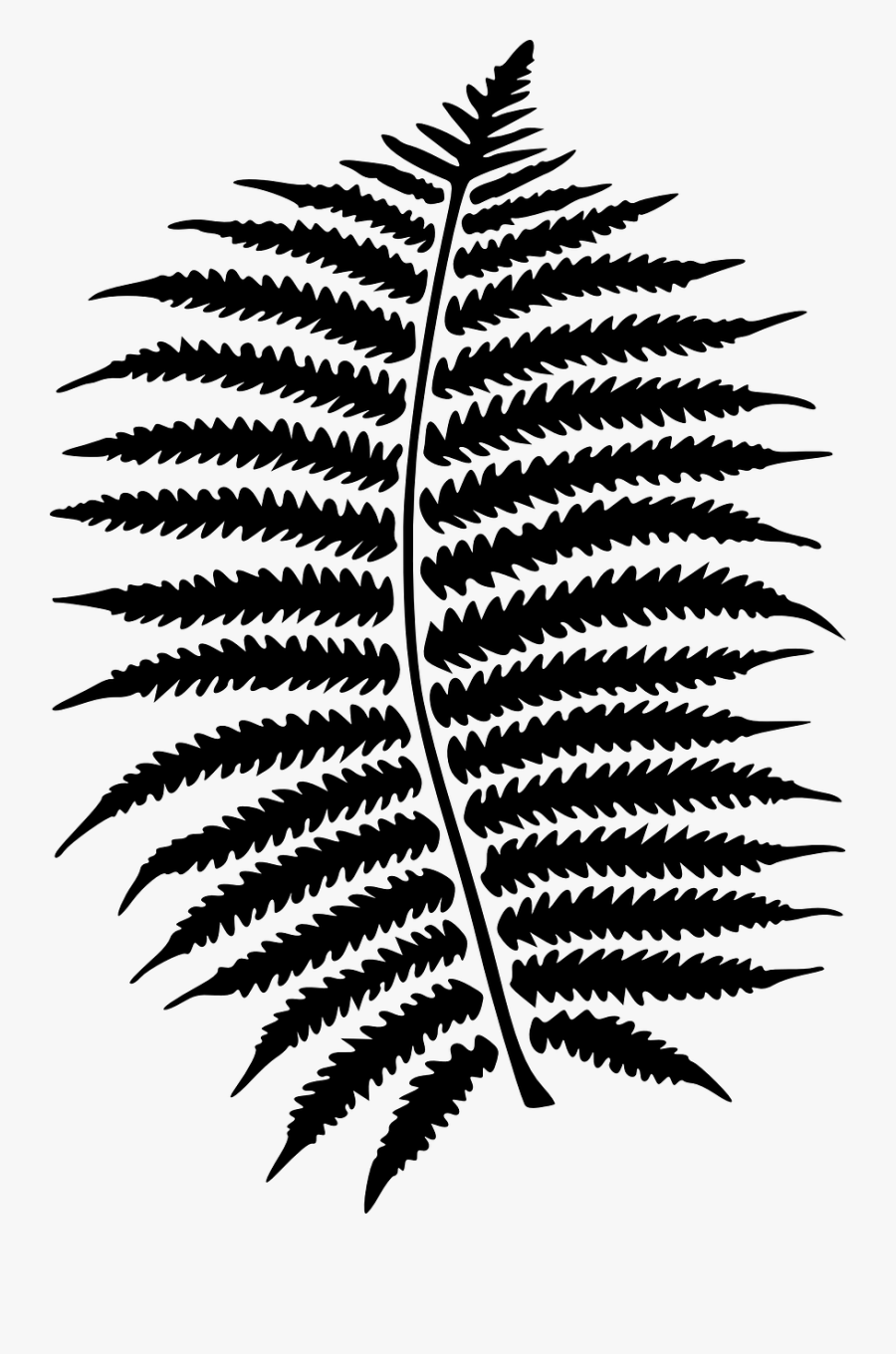 Transparent Fern Leaf Png - Clip Art Red Fern, Transparent Clipart