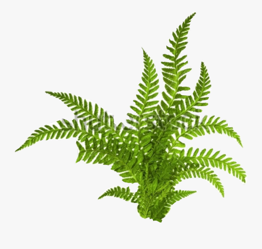 Transparent Fern Clipart Black And White - Fern Isolated, Transparent Clipart