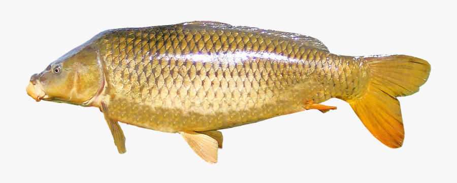 Isolated Carp Freshwater Fish Nature New Year"s Eve - Difference Carp And Koi, Transparent Clipart