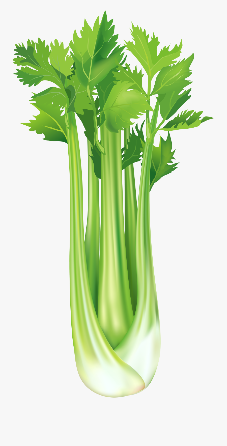 Clip Art Clipart Celery - Celery Clipart Transparent Background, Transparent Clipart