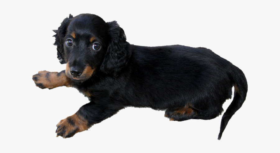 Jack Russell Yorkshire Terrier Black, Transparent Clipart