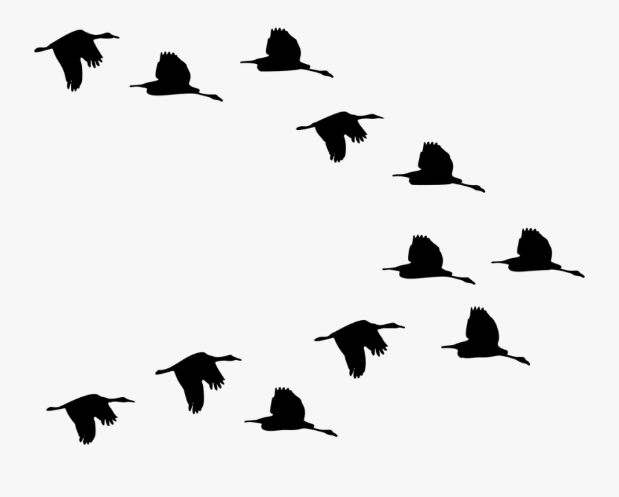 Transparent Duck Silhouette Png - Flock Of Birds Clipart, Transparent Clipart