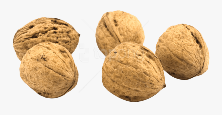 Nut,walnut,nuts & - 2 Walnuts Png, Transparent Clipart