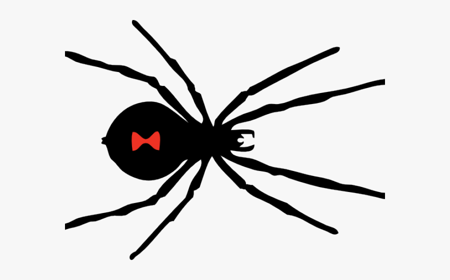 Black Widow Spider Drawing Easy , Free Transparent Clipart - ClipartKey