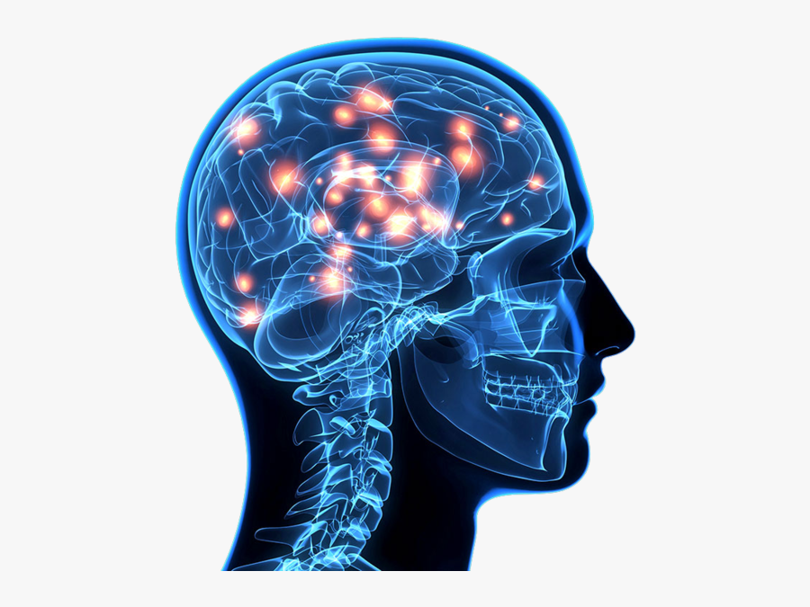 Employees Immigrants Communities Hq Image Free Png - Brain Nervous System Png, Transparent Clipart