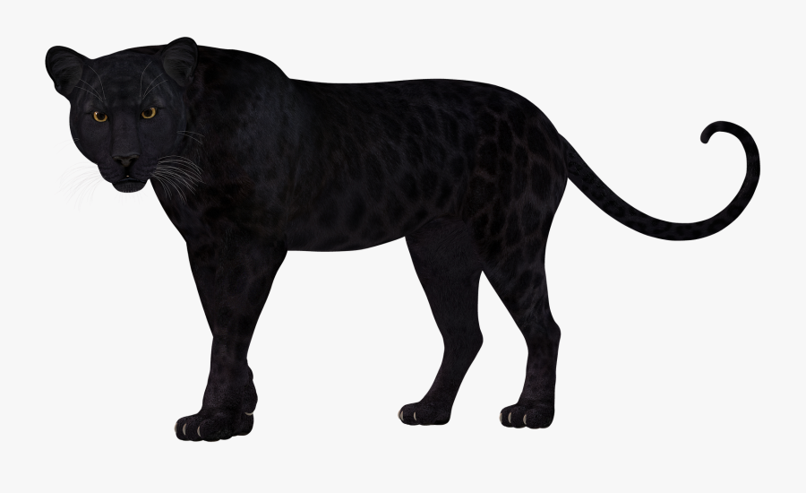Panther Leopard Lion Felidae Cheetah - Leopard Clipart Silhouette, Transparent Clipart