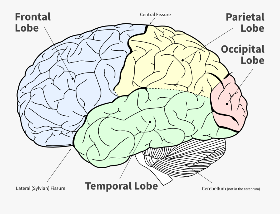 Transparent Frontal Lobe Clipart - Brain Diagram No Background , Free ...