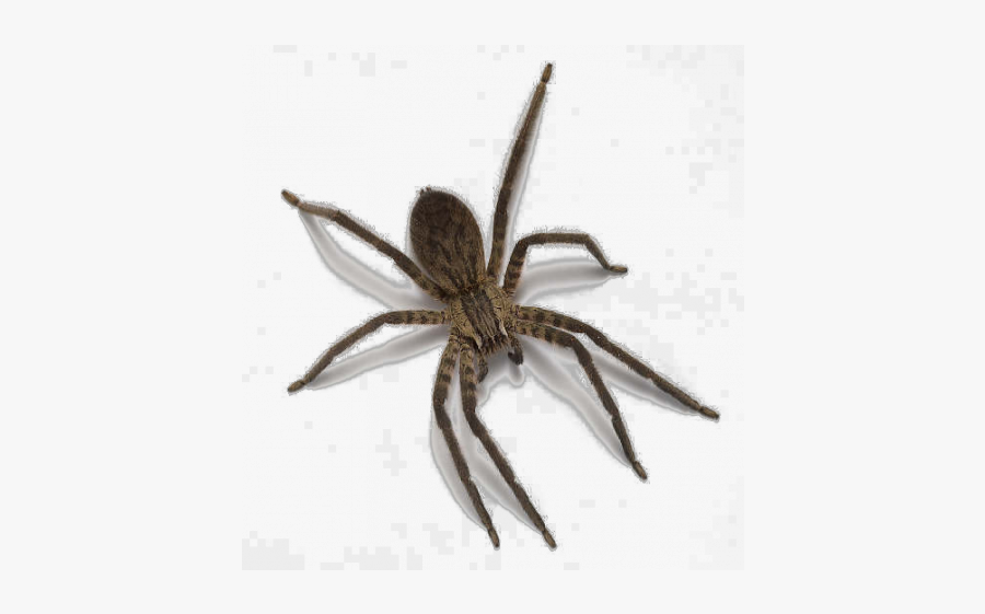 Spider, Transparent Clipart