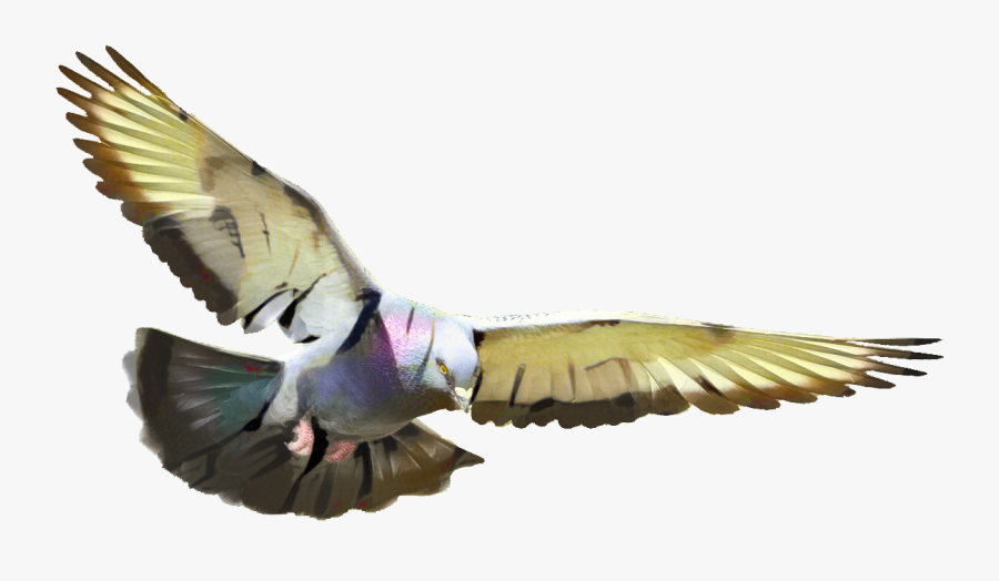 Pigeons And Doves Homing Pigeon Portable Network Graphics - Transparent Background Flying Pigeon Png, Transparent Clipart