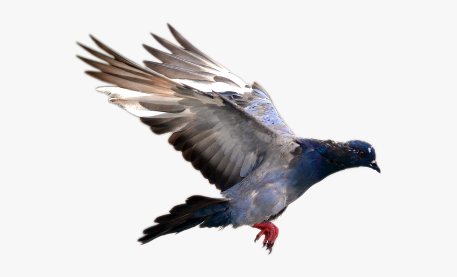 Flying Pigeon Png Image - Pigeon Bird Flying Png, Transparent Clipart