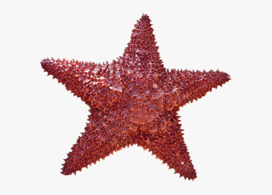 Estrella De Mar Transparente , Free Transparent Clipart - ClipartKey