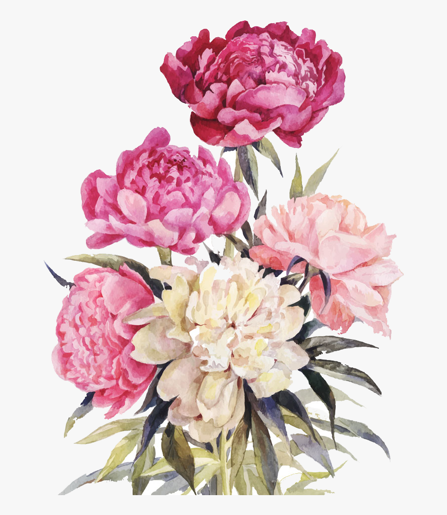 Peony Bouquet Png - Watercolor Peony Drawing, Transparent Clipart