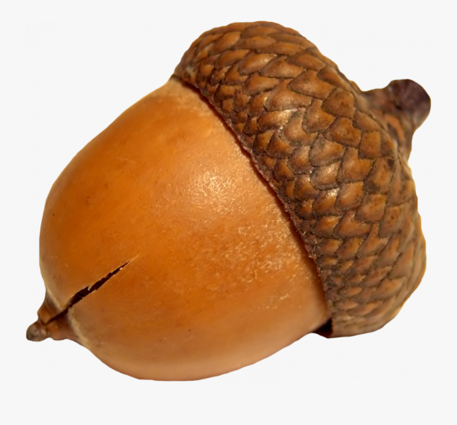 Transparent Acorn Png, Transparent Clipart