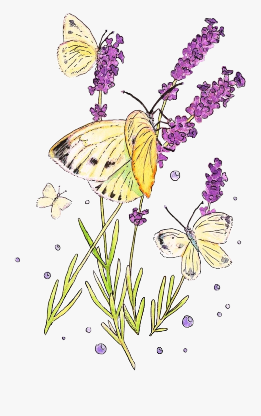 Transparent Lavender Butterfly Clipart - Fernleaf Lavender, Transparent Clipart