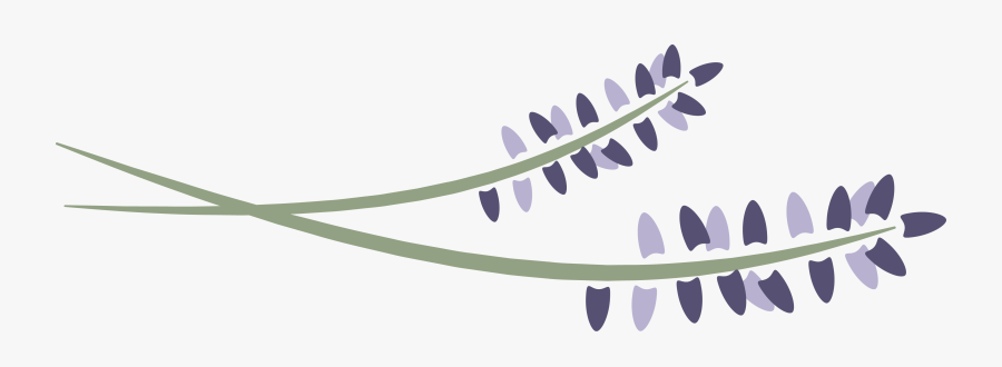 Lavender Clipart Leaf - Lavender Logo Png, Transparent Clipart