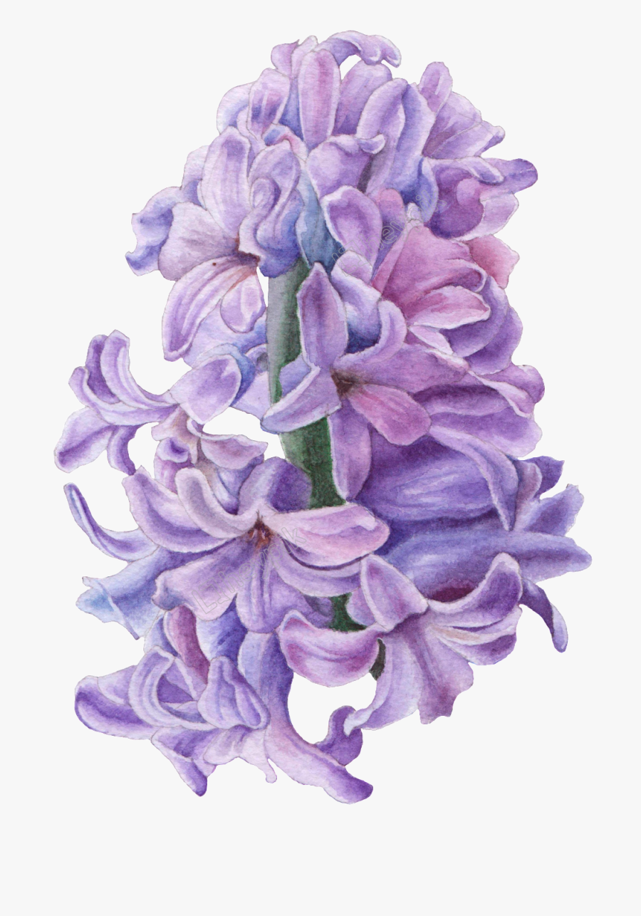 Purple Hyacinth Painting / The print measures 8 1/2 x 11 inches and