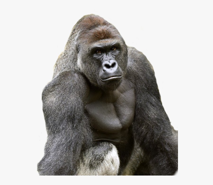 Harambe Face Png - Gorilla Harambe, Transparent Clipart