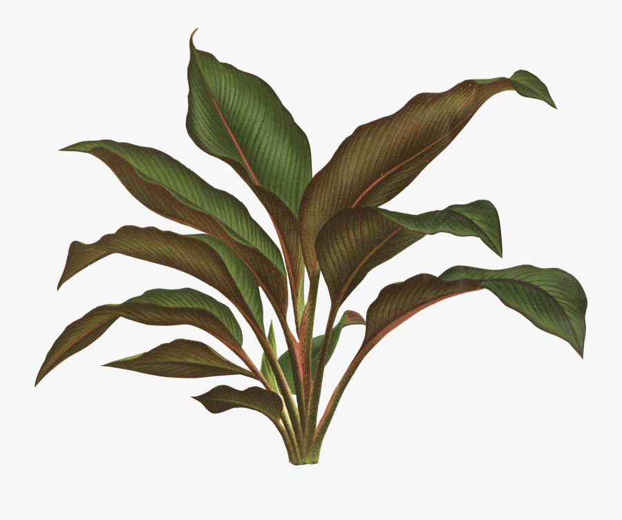 Image Result For Project - Jungle Plant Png, Transparent Clipart