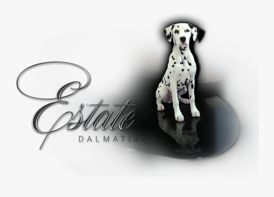 Transparent Dalmatian Png - Dalmatian, Transparent Clipart