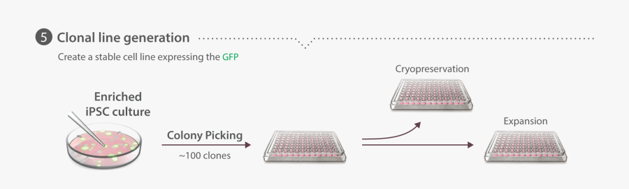 Transparent Human Cell Png - Computer Keyboard, Transparent Clipart