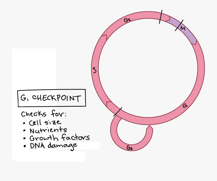 Transparent Anaphase Clipart - G1 Checkpoint, Transparent Clipart