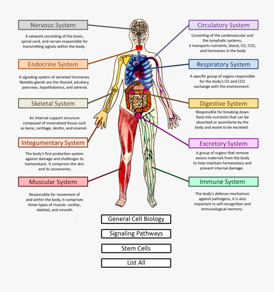 Human body systems. Внутренняя система организма человека. Системы органов человека body System. Система тел. Человек как система.