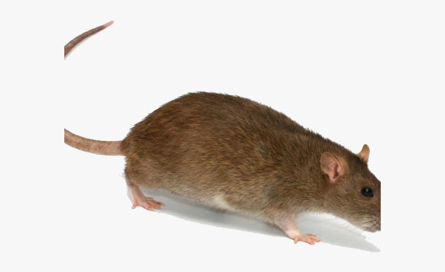 Rat Clipart Png - Rat With A Hat, Transparent Clipart