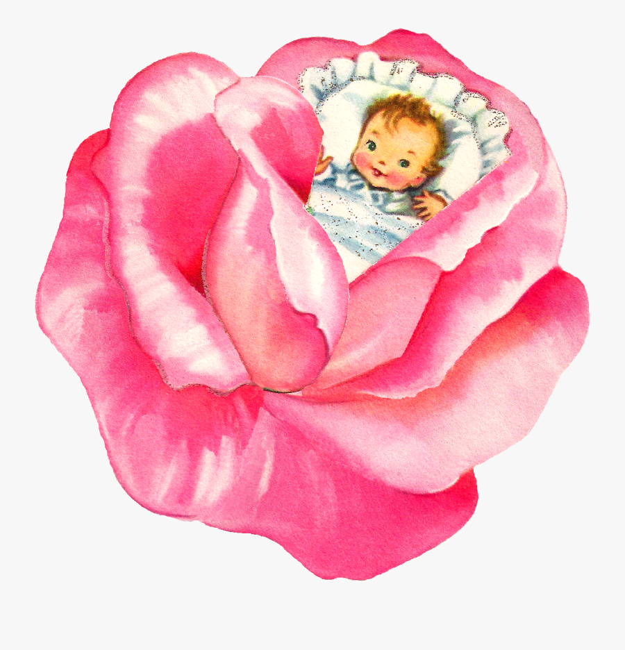 Baby Rose Flower Pink Image - Garden Roses, Transparent Clipart