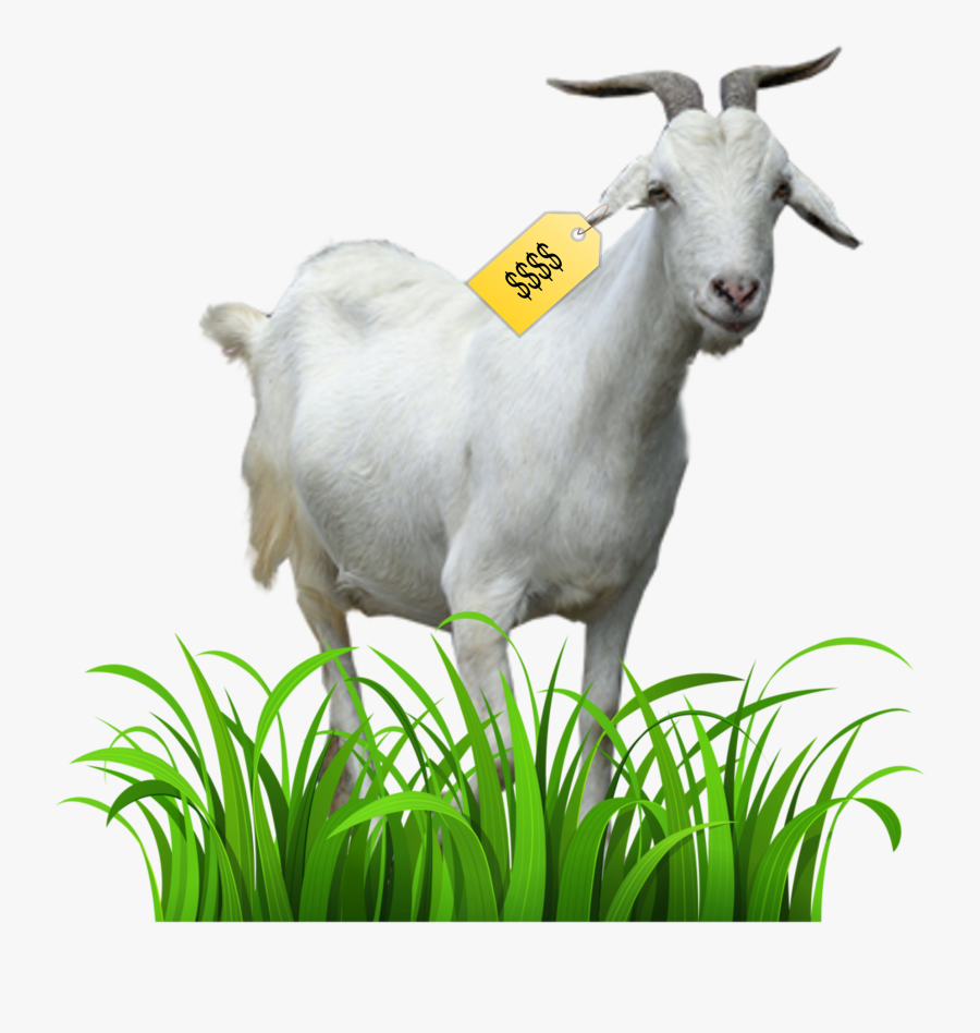 Clip Art Grass Goat - Transparent Background Grass Clipart, Transparent Clipart