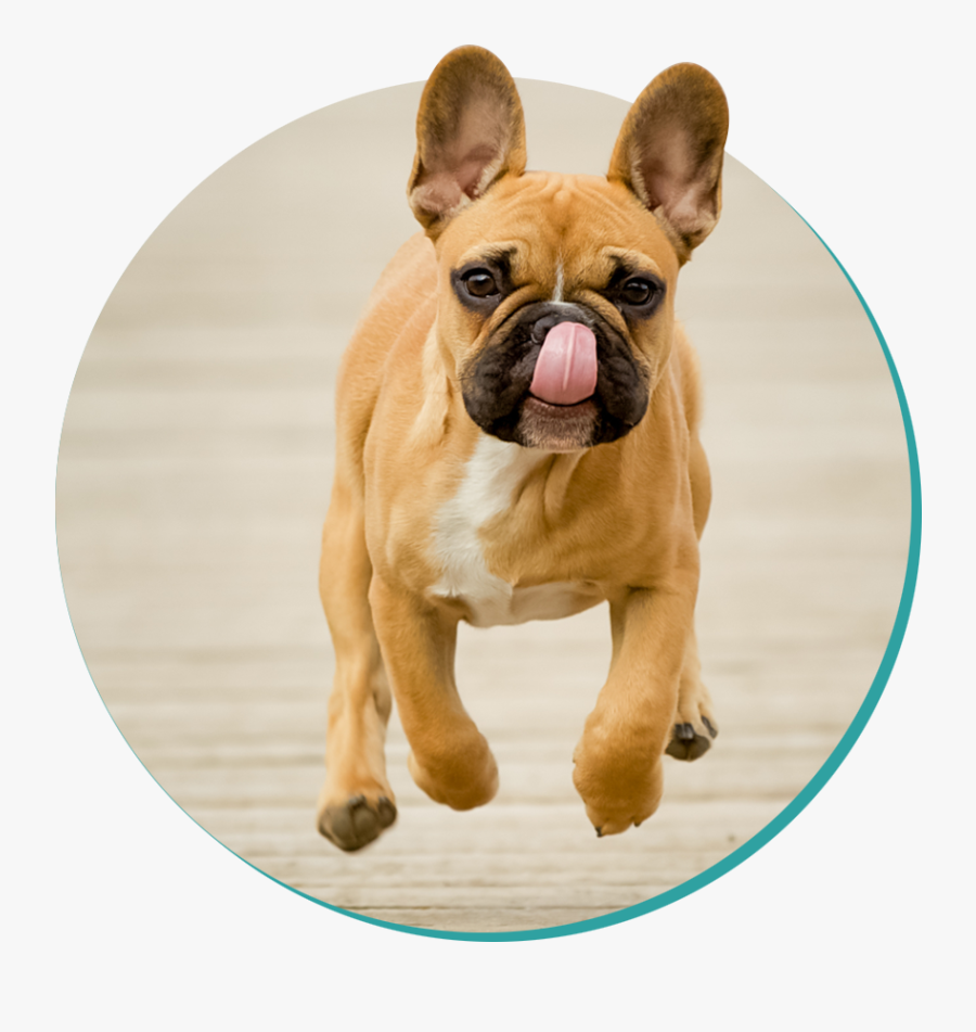French Bulldog, Transparent Clipart